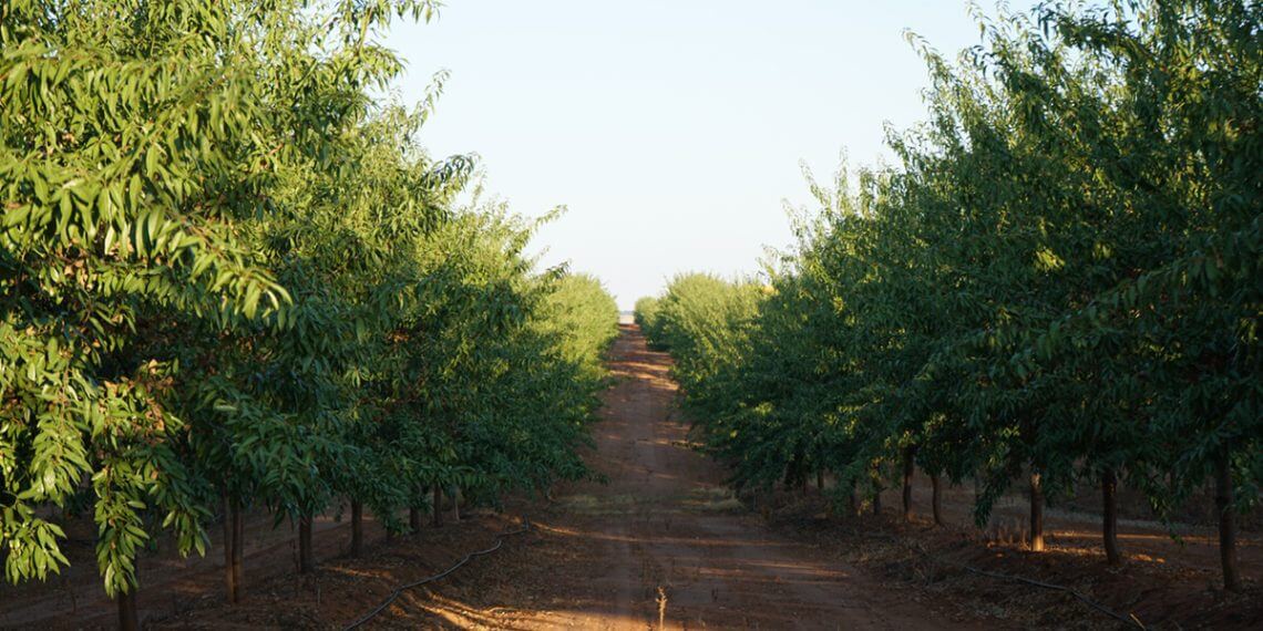 De Prado y Dcoop avanzan en producción agrícola sostenible