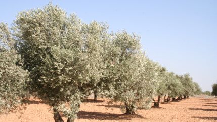 El olivar tradicional de secano andaluz se muere: «Cada año produce menos»