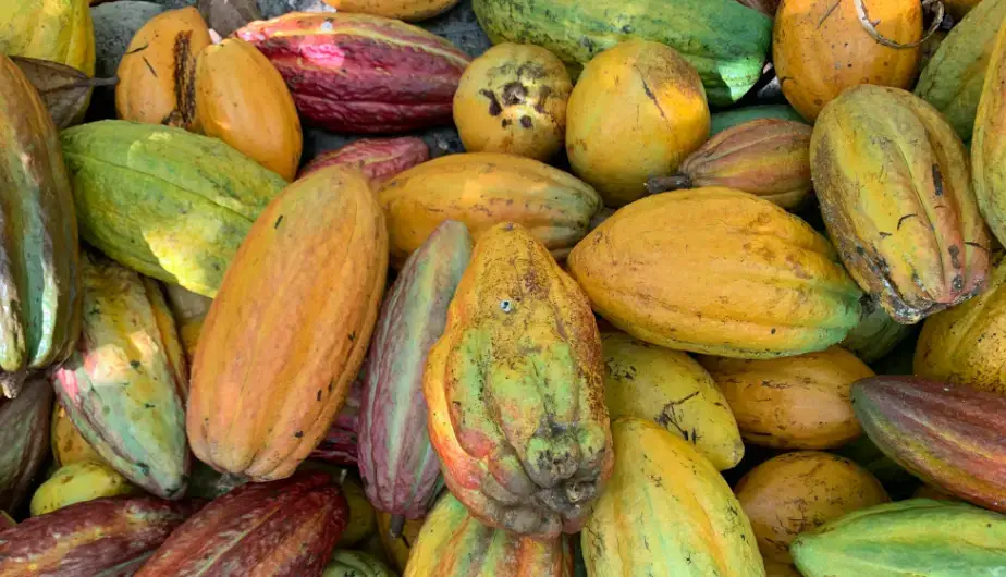 El cacao estrena 2026 reduciendo su precio a la mitad
