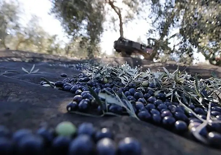 El plan del Gobierno para intervenir el precio del aceite enfrenta al campo con la industria