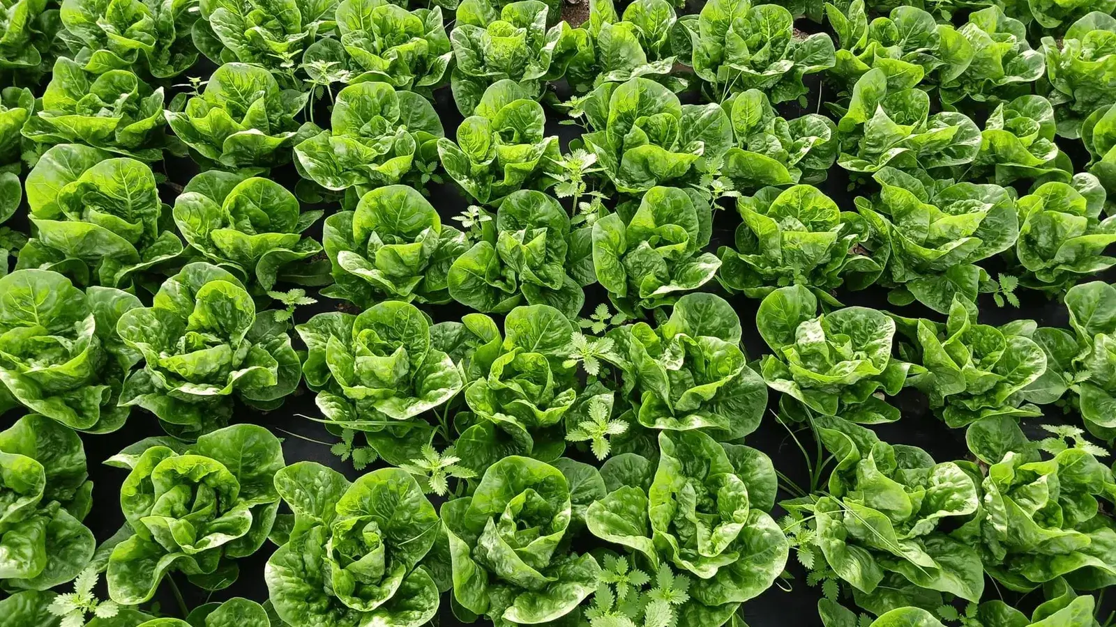 La cerveza que regenera el campo: residuos convertidos en fertilizante