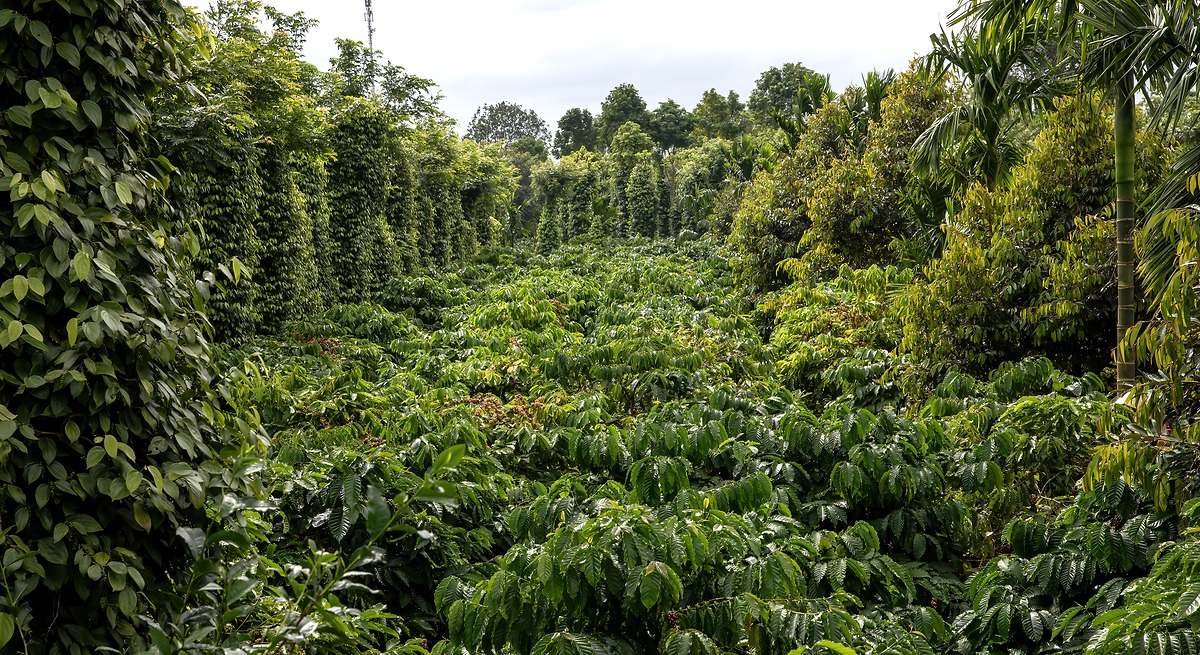 Los titanes de la industria del café se asocian para mapear las granjas mundiales y cumplir con la normativa antideforestación de la UE