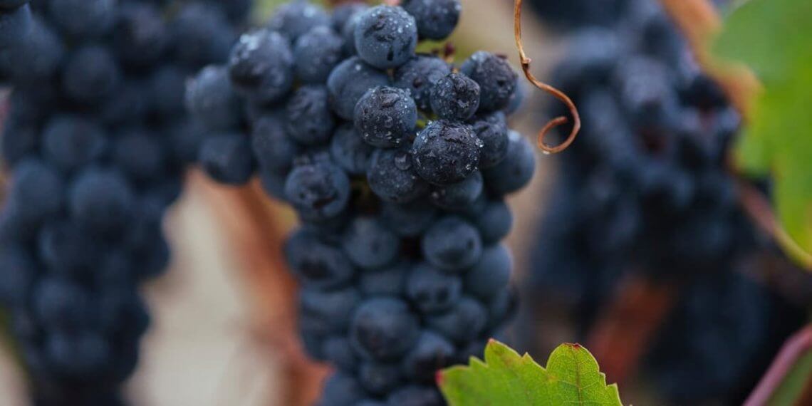 La añada 2025 de Rioja obtiene la calificación de “Excelente”