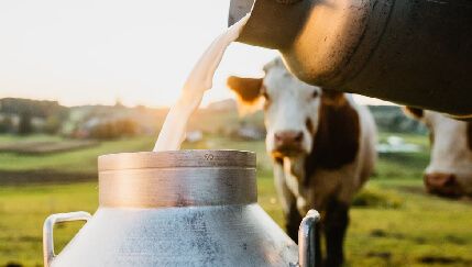 Lactalis, Capsa, Río, Reny Picot e Inleit recogen el 55% de la leche que produce Galicia en pleno recorte de precios