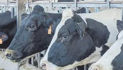 El exceso de leche barata en la UE pone en jaque a los ganaderos españoles