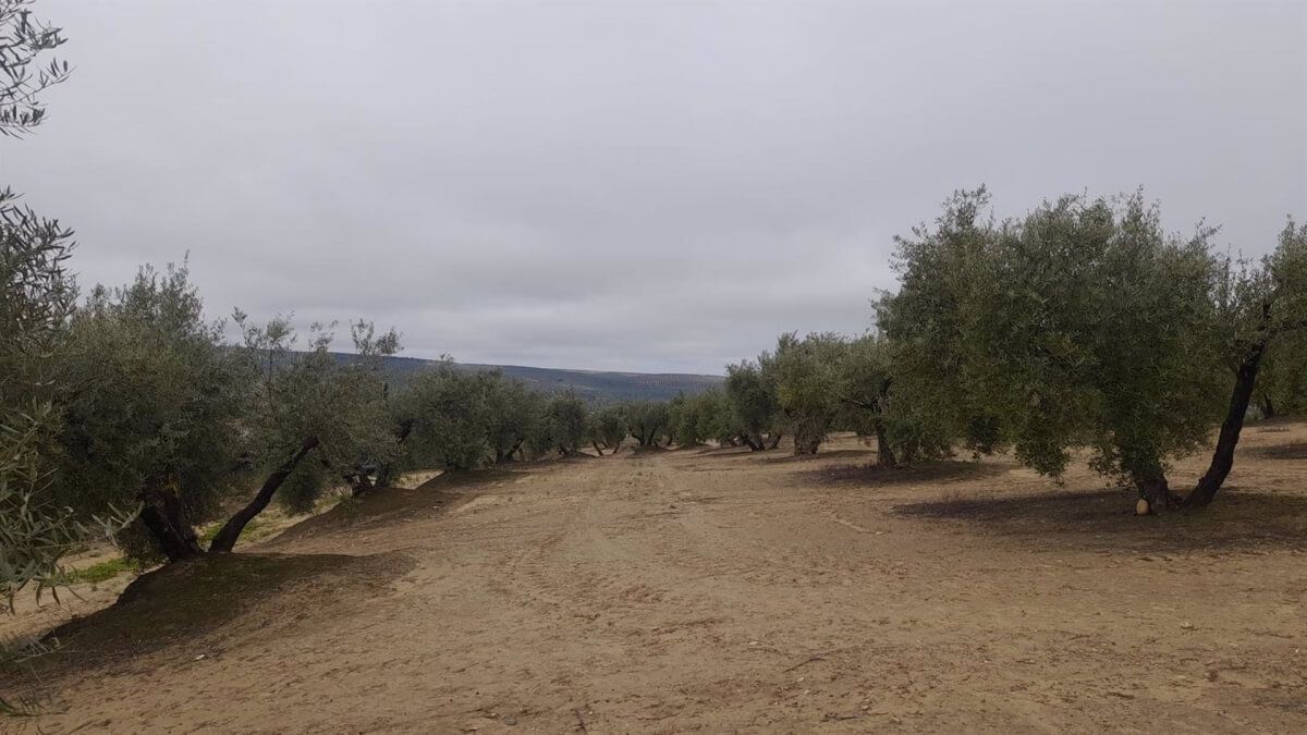 La IGP Aceite de Jaén denuncia la presión artificial sobre el mercado
