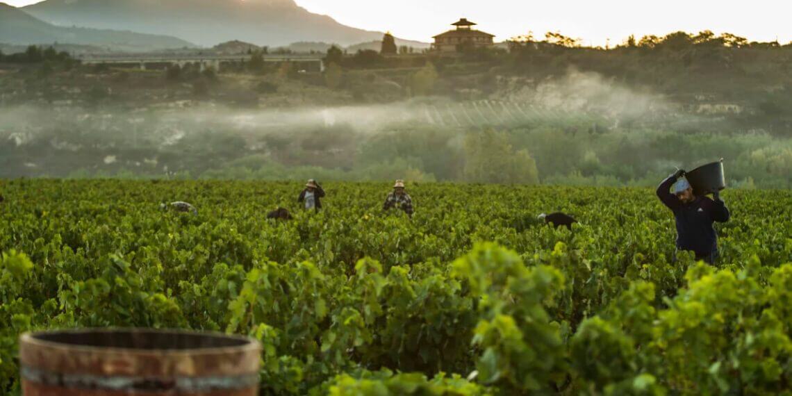 Rioja aprueba las normas de vendimia para la campaña de 2026
