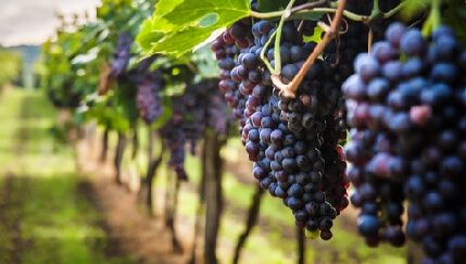Galicia, uno de los pocos territorios que continúa plantando viñedo