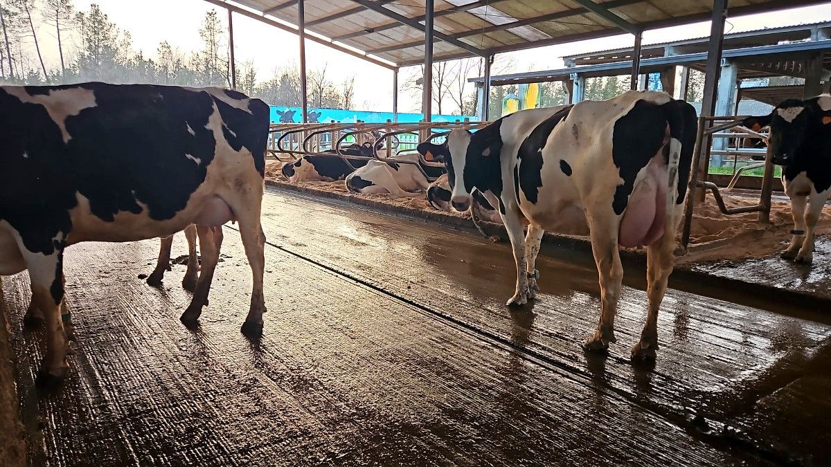 Prevén una recuperación en la cotización de los productos lácteos y en los precios de la leche en los próximos meses