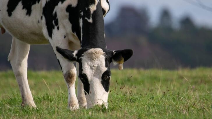 Producción mundial de leche en 2026: subida histórica del 4,3% impulsada por Europa y Argentina