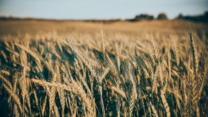 La ola de calor desata la alarma entre los cerealistas de Castilla y León: merma de un 40% en la cosecha