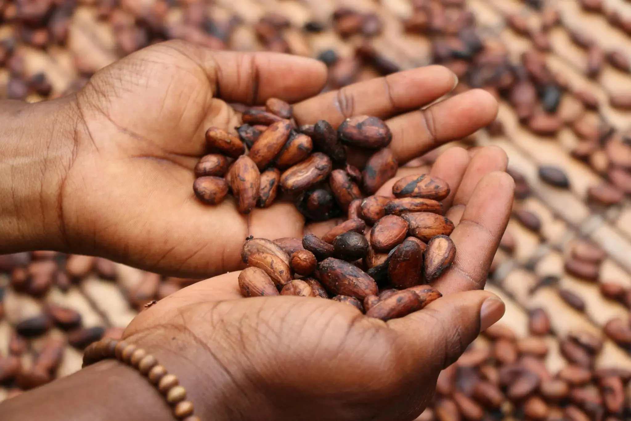Idilia Foods amplía su producción en Barcelona para contener la subida del precio del cacao en Cola Cao y Nocilla