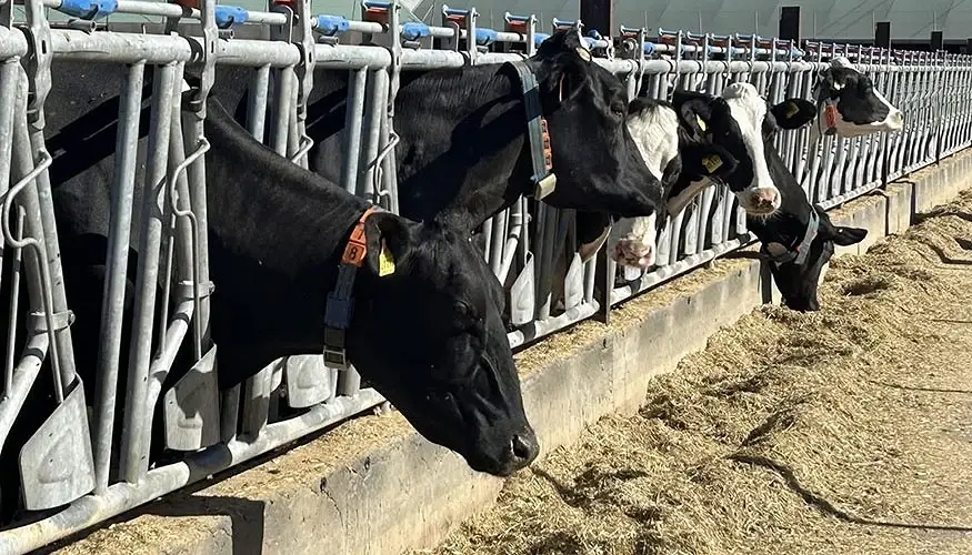 Desaparición de 530 granjas de leche y riesgo de caer en capital especulativo