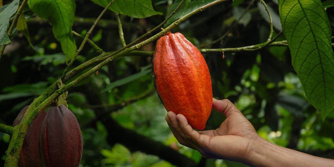 Grupo Ferrero logra importantes avances en materia de sostenibilidad
