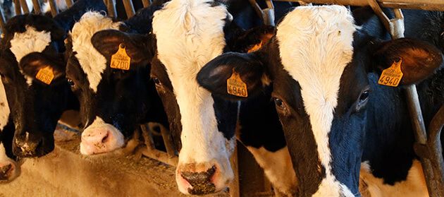 El sector ganadero español lidera en producción y exportación pero afronta una fuerte presión sobre los precios