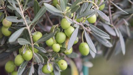 El aceite de oliva extremeño, en riesgo de ‘stock’ mínimo histórico por la sequía y las altas ventas