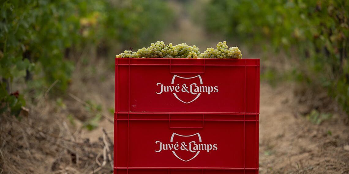 Comienza la vendimia de Juvé & Camps, la más temprana de su historia y la primera que se realiza nocturna