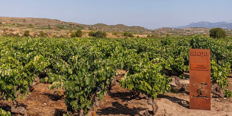 Rioja pone en valor su patrimonio de Viñedos Viejos y Centenarios con un proyecto pionero de certificación