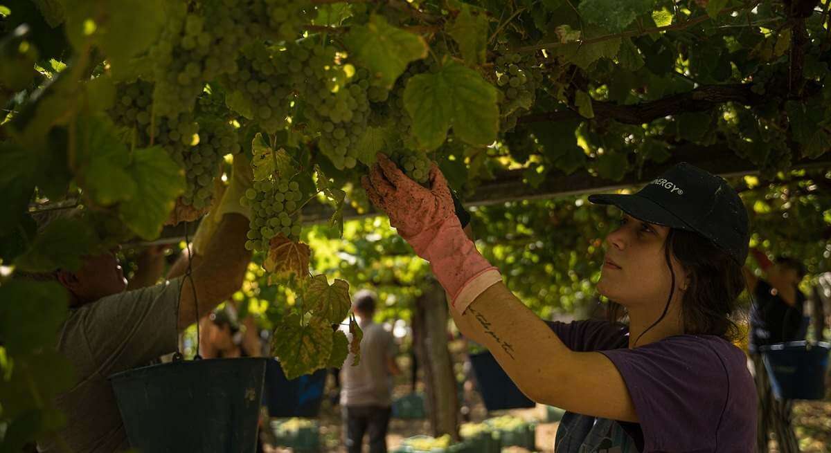 Pontón urge a la Xunta a actuar ante la incertidumbre de la vendimia en las Rías Baixas