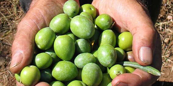 La producción de aceituna de mesa crecerá un 27% en España en la campaña 2026/27
