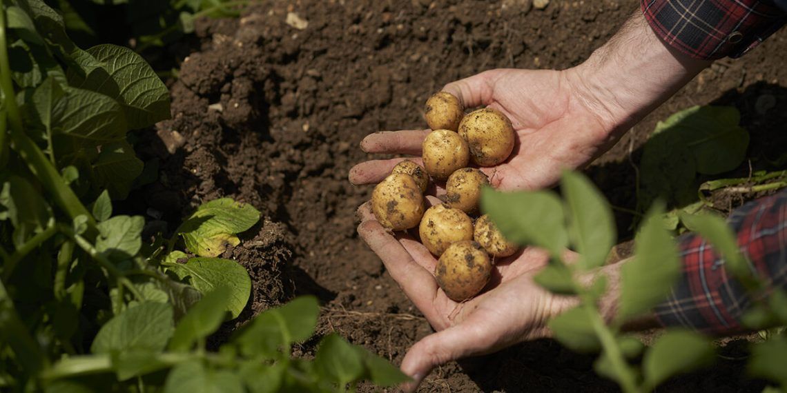 PepsiCo sigue avanzando en la transformación hacia una agricultura más sostenible