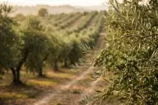 El 75% de aceite importado de Túnez esquiva los aranceles mientras los productores españoles no cubren costes
