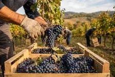 La uva de mesa murciana triunfa en el extranjero: suma 300 millones en exportaciones y duplica las ventas a Reino Unido
