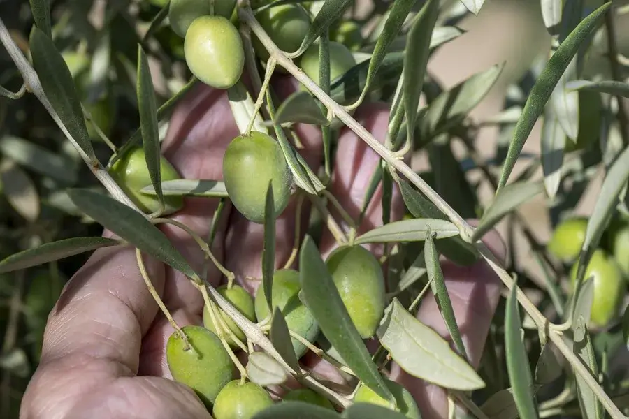 El aceite español, gran ganador de la rebaja arancelaria pactada entre China y la UE – EFE