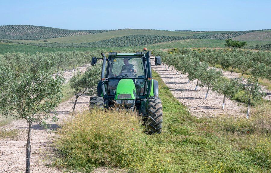 Los productores de aceite piden activar ya el mecanismo de ajuste frente al desplome de precios